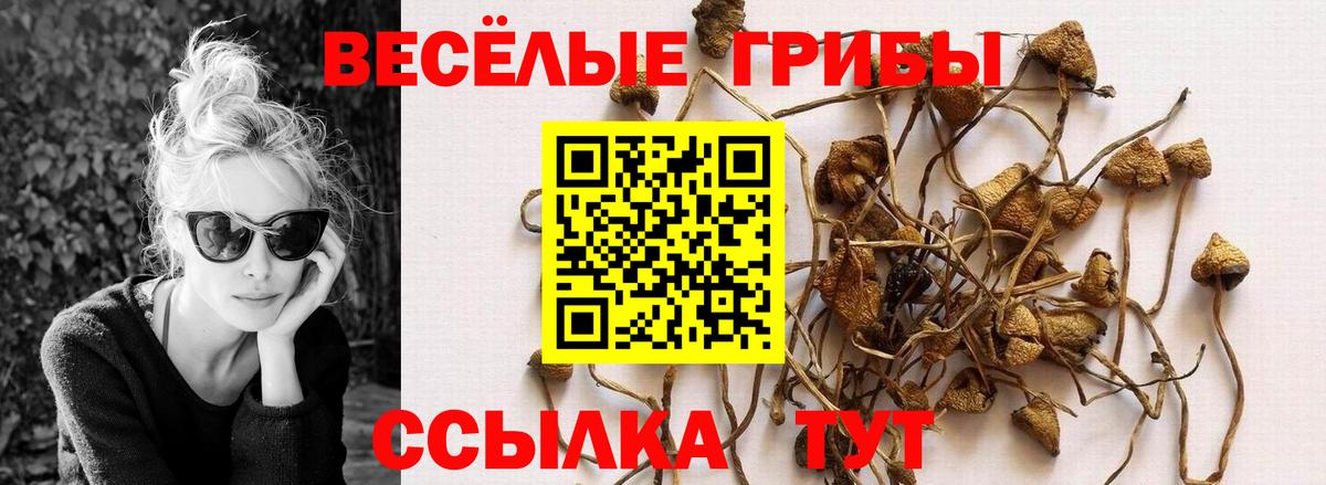 Пенза  Псилоцибиновые грибы мицелий  Вход с VPN 