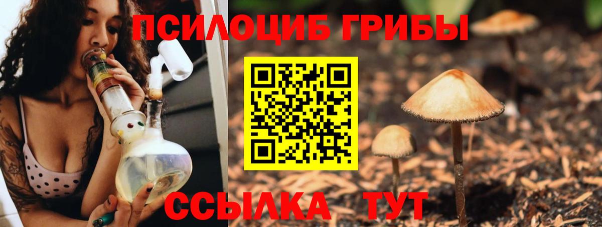 Псилоцибиновые грибы Cubensis  Пенза 